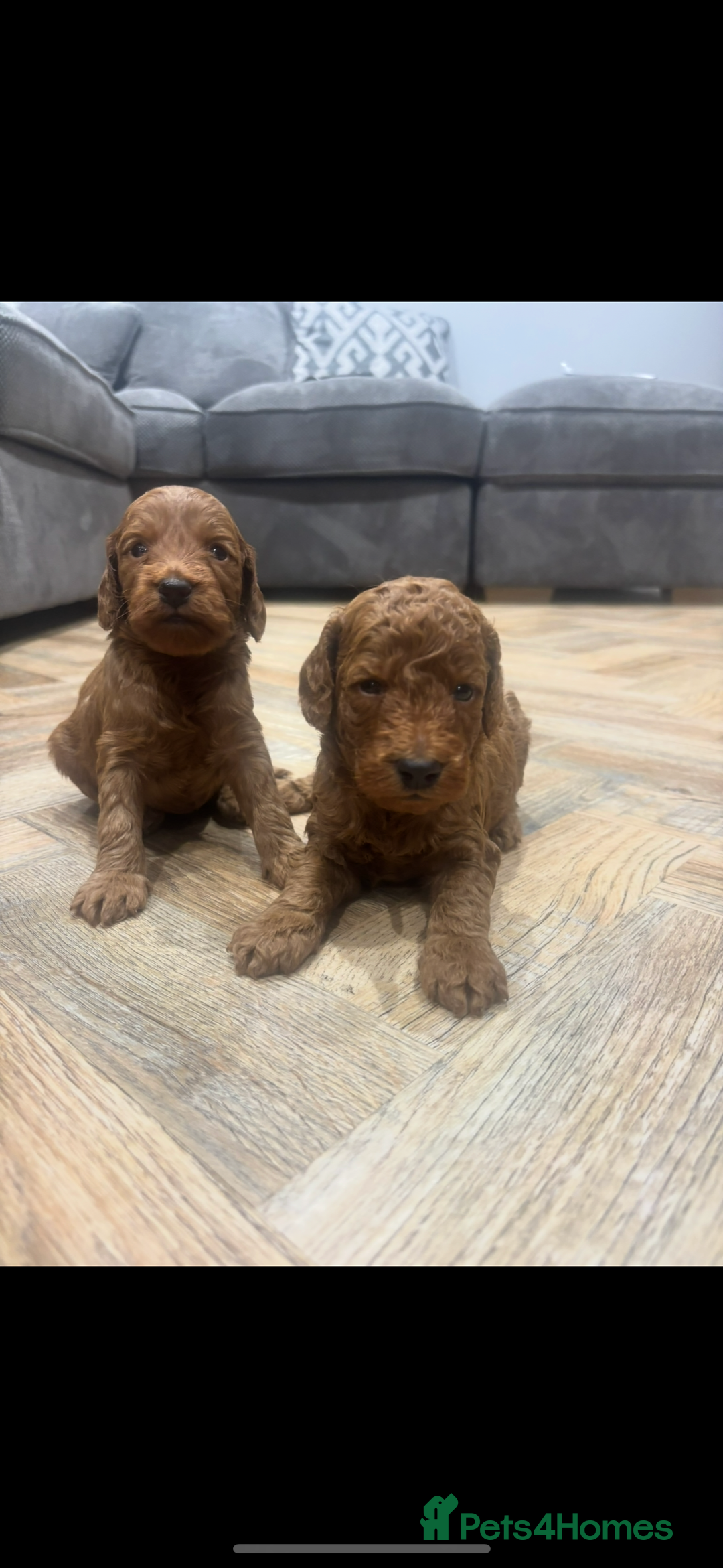 Cockapoo dogs for sale: Beautiful deep red f1b cockapoos  - Image 8