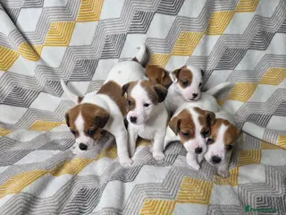 Jack Russell dogs 6 Jack Russell puppies - Advert 1