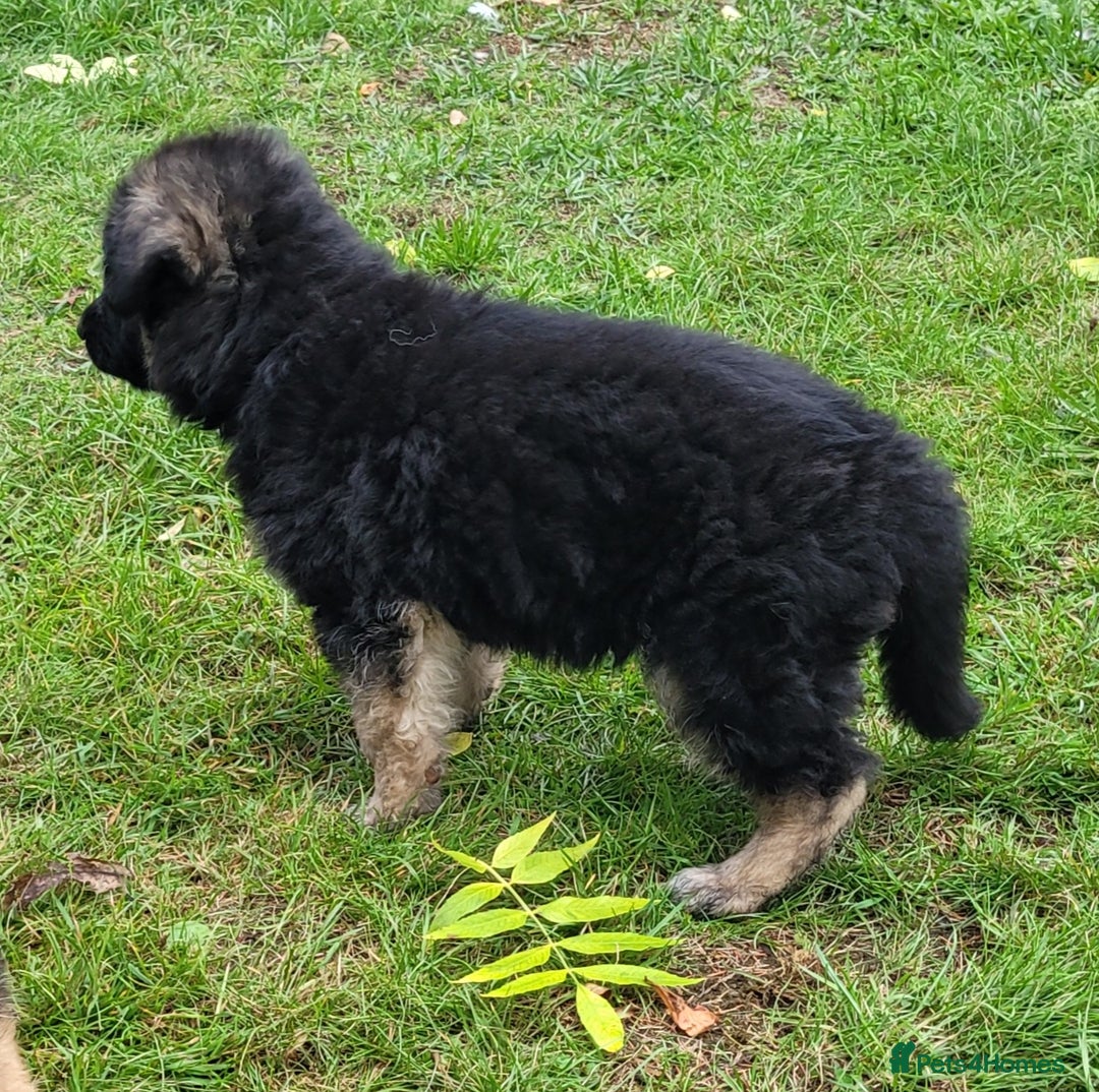 German Shepherd dogs for sale: Superb quality Long coat German Shepherd PuppiesKC - Image 10
