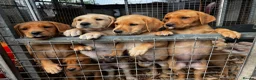 Labrador Retriever dogs for sale: KC Reg Labrador pups Working Traditional Chunky - Advert 15