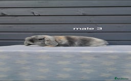 Mini Lop rabbits for sale: Purebred minilops - Image 9