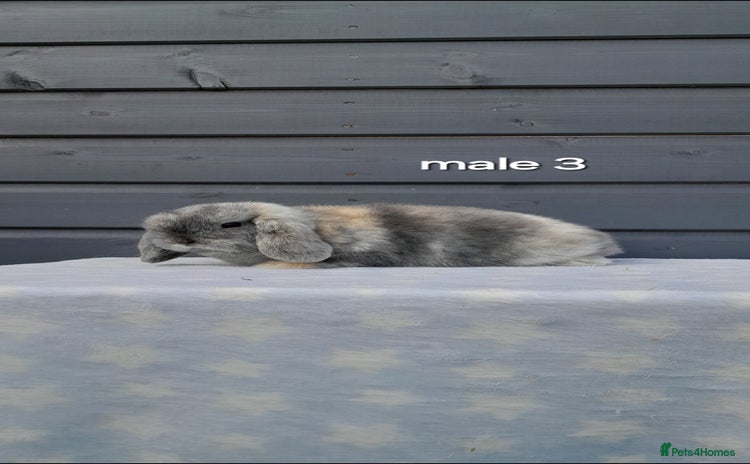 Mini Lop rabbits - Advert 3