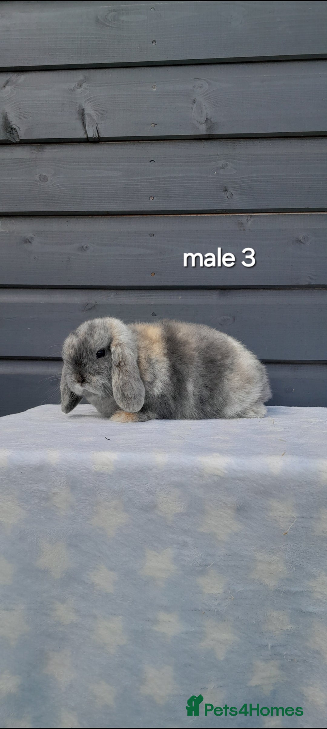 Mini Lop rabbits for sale: Purebred minilops - Image 9