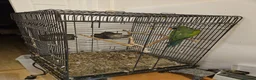 Parrots birds for sale: Derbyan Parakeet for Sale – 10 Years Old in London - Advert 4
