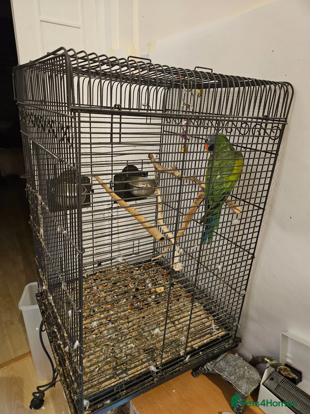 Parrots birds for sale: Derbyan Parakeet for Sale – 10 Years Old in London - Advert 4