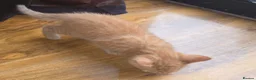 Mixed Breed cats for sale: Tabby & ginger and white kittens  - Advert 13