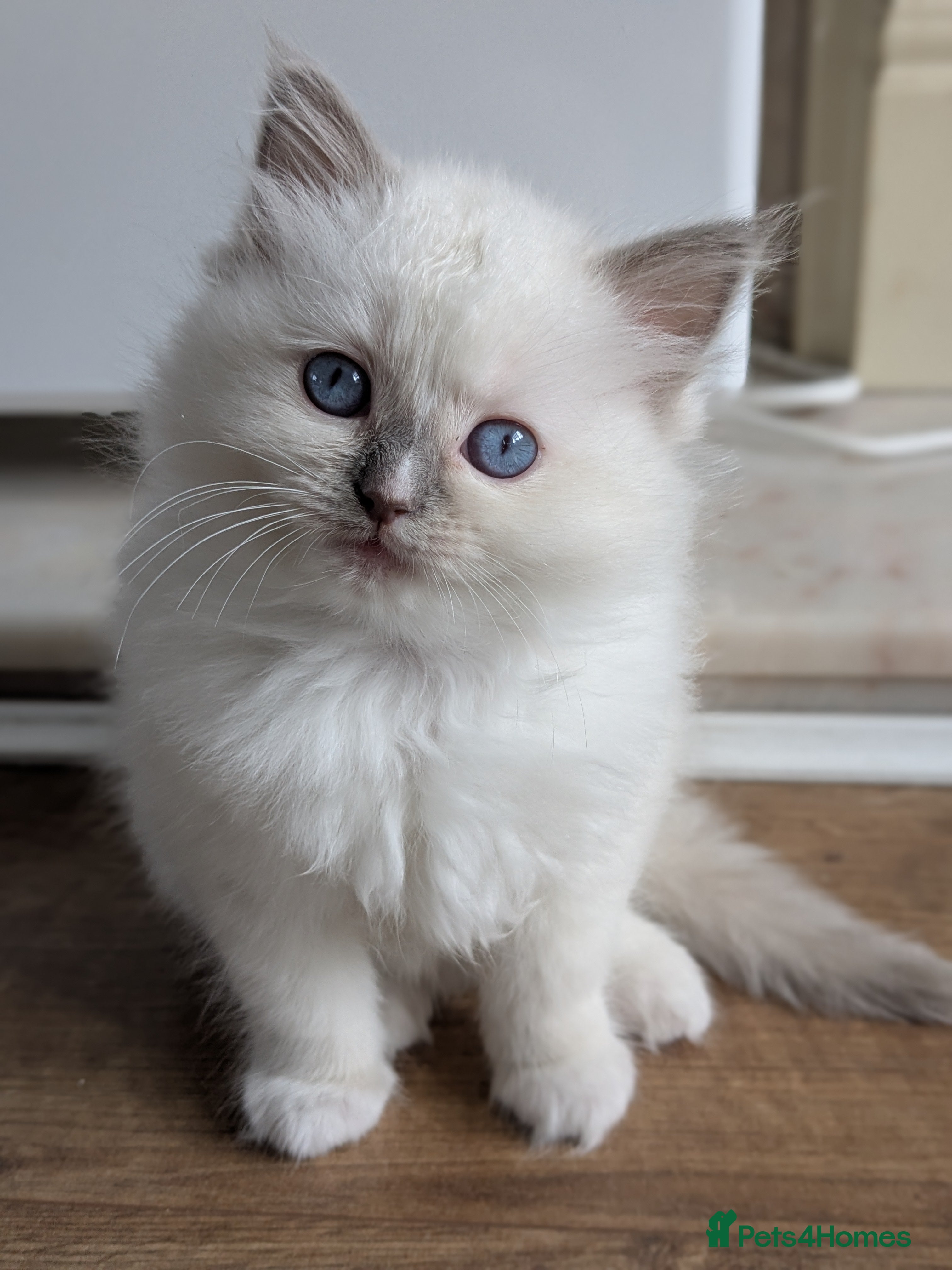 Ragdoll cats GCCF Ragdoll Kitten. - Advert 2