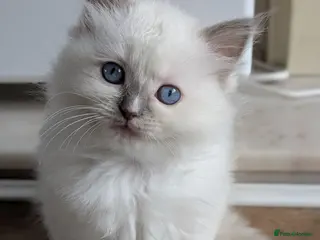 Ragdoll cats GCCF Ragdoll Kitten. - Advert 2