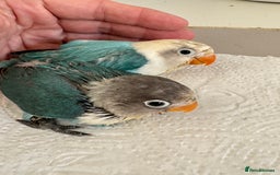 Lovebirds birds for sale: Hand-Reared Baby Lovebirds - Pair (DNA) - Image 1