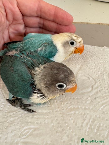 Lovebirds birds - Advert 1