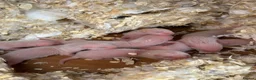 Ferret rodents for sale: Ferret kits for sale  - Advert 4