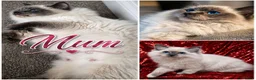 Ragdoll cats for sale: Stunning TICA-Registered Ragdoll Boys Ready Now  - Advert 22