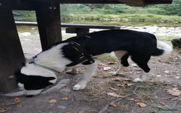 Border Collie dogs for sale: 10 month Female Border Collie - Image 4