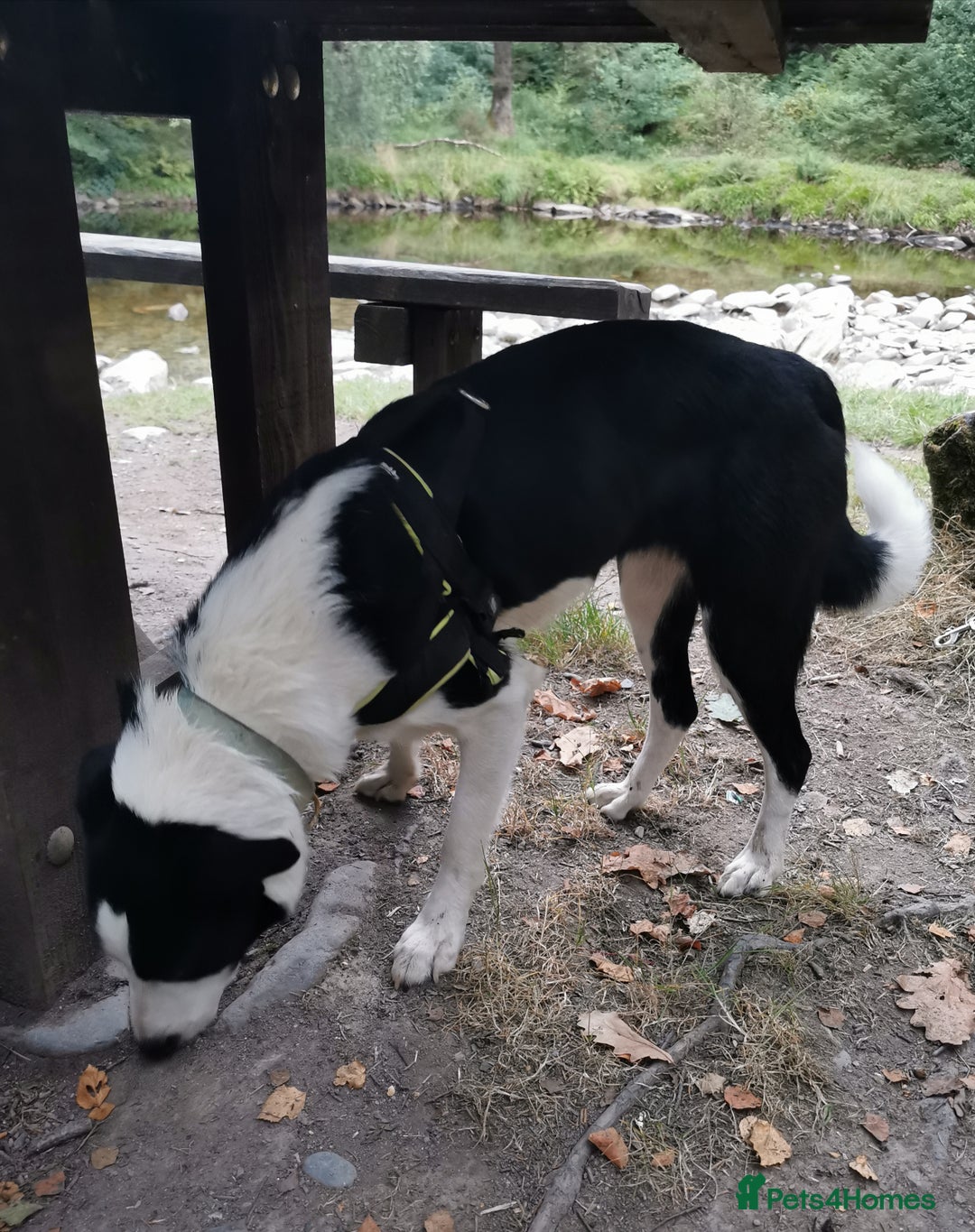 Border Collie dogs for sale: 10 month Female Border Collie - Image 4