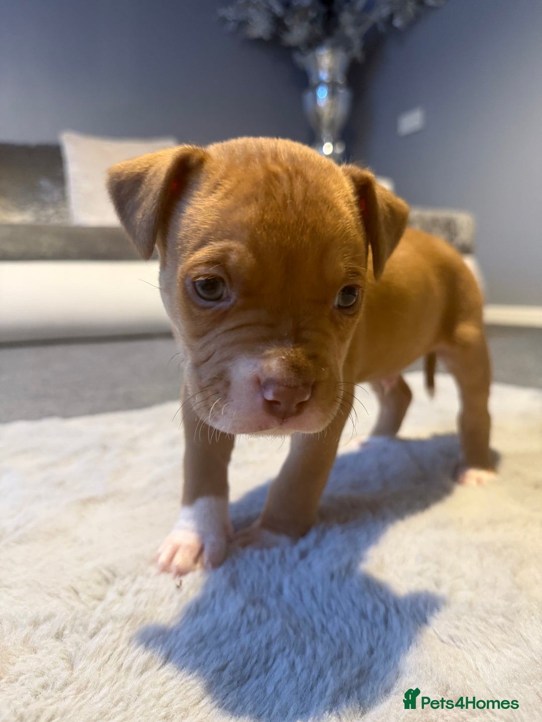 Cane Corso dogs for sale: CANE CORSO PUPPY CHAMPAGNE MERLE - Advert 7