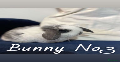 Mini Lop rabbits - Advert 1