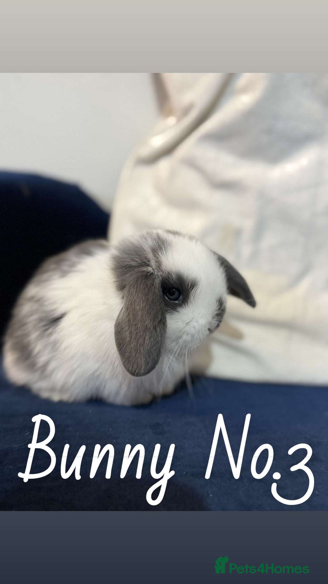 Mini Lop rabbits for sale: 5 baby rabbits looking for new homes - Image 3