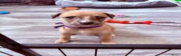 Whippet dogs for sale: Whippet puppies 4 left - READY TO LEAVE JULY 12th  - Advert 2