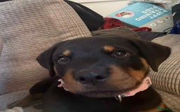 Rottweiler dogs for sale: Rottweiler Bitch Puppy for sale - Image 4
