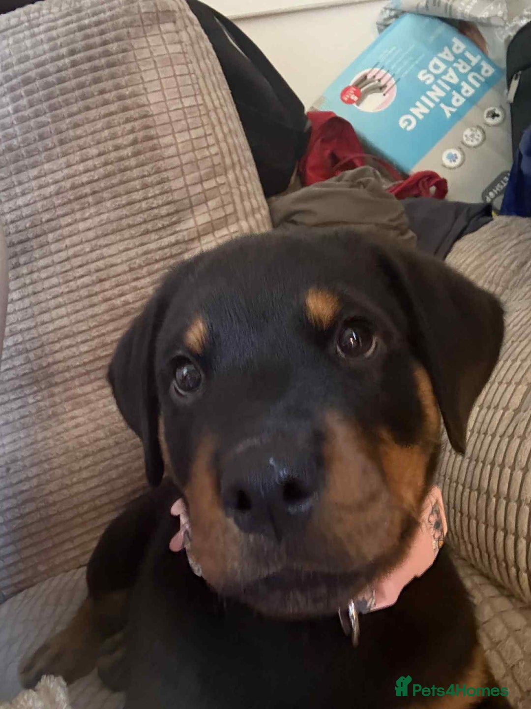 Rottweiler dogs for sale: Rottweiler Bitch Puppy for sale - Image 4