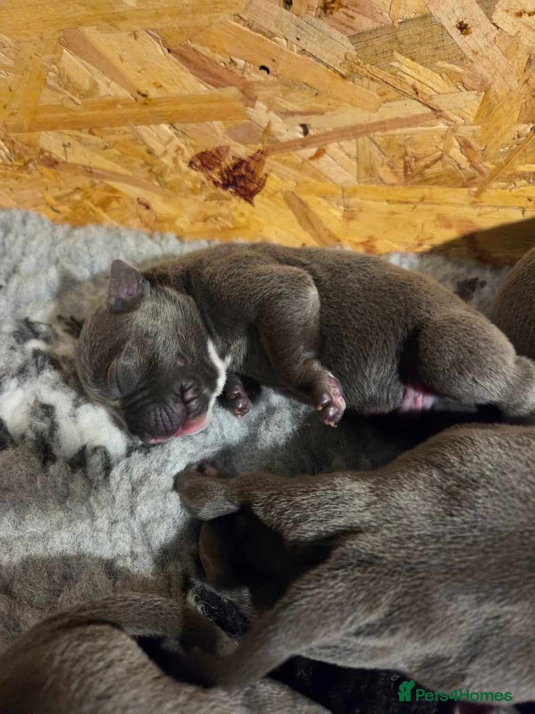 Staffordshire Bull Terrier dogs for sale: Chunky stuffy pups - Advert 7