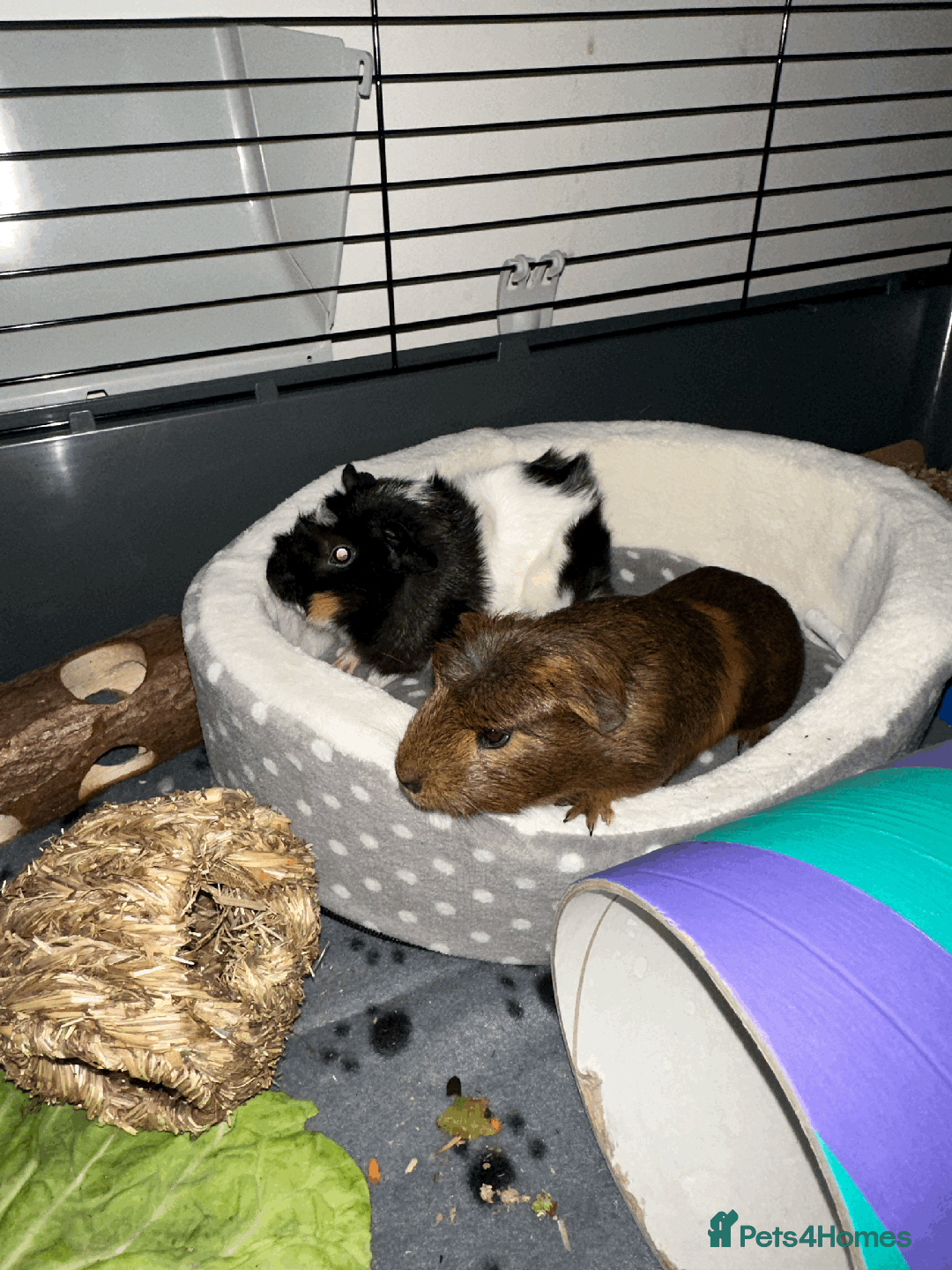 Guinea Pig rodents for sale: Female guinea pig pair (must stay together) - Advert 6