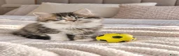 Persian cats for sale: Playful Persian kittens - Advert 4
