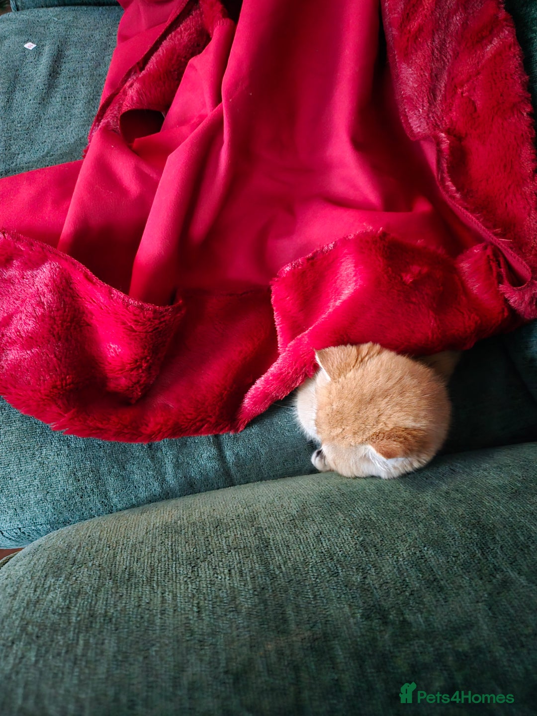 British Shorthair cats for sale: Beautiful Ruby - Advert 5