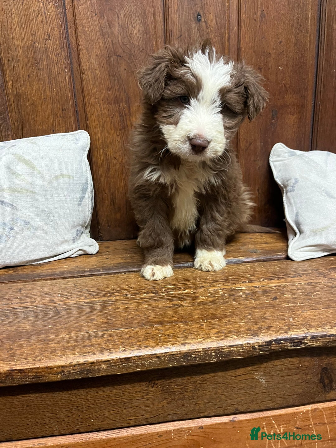 Bearded Collie dogs for sale: One Brown Beardie For Sale - Advert 2