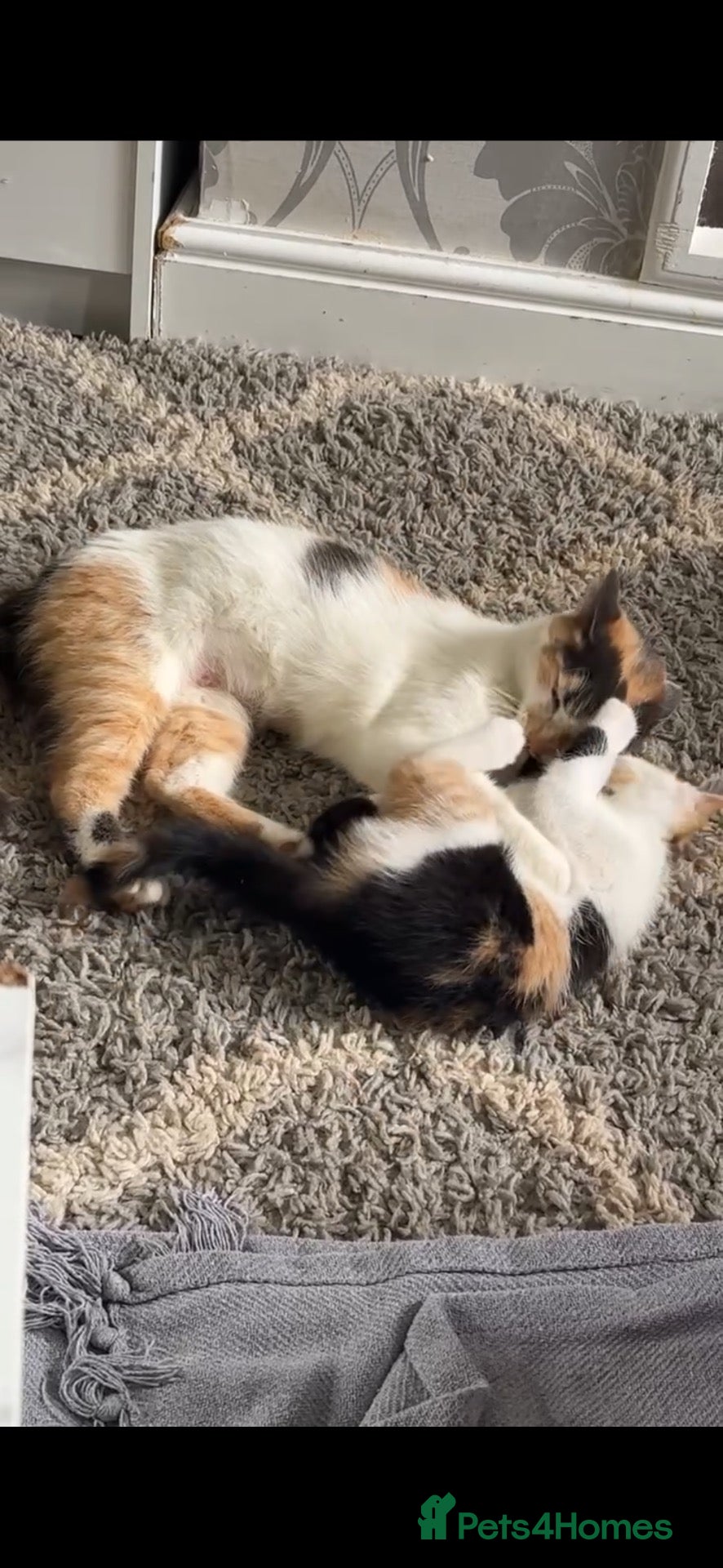 Mixed Breed cats Mother & daughter, want to go together. - Advert 7