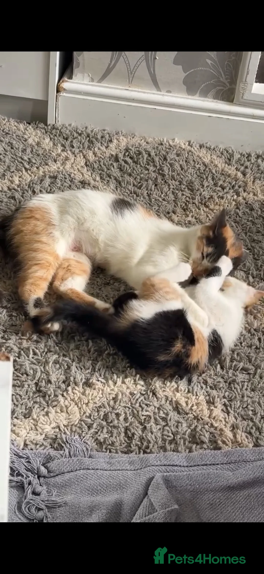 Mixed Breed cats for sale: Mother & daughter, want to go together. - Advert 1