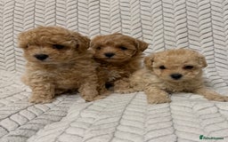 Mixed Breed dogs for sale: 🐾🐾 F1 Bb Maltipoo Puppies Boys and Girls 🐾🐾 - Image 5