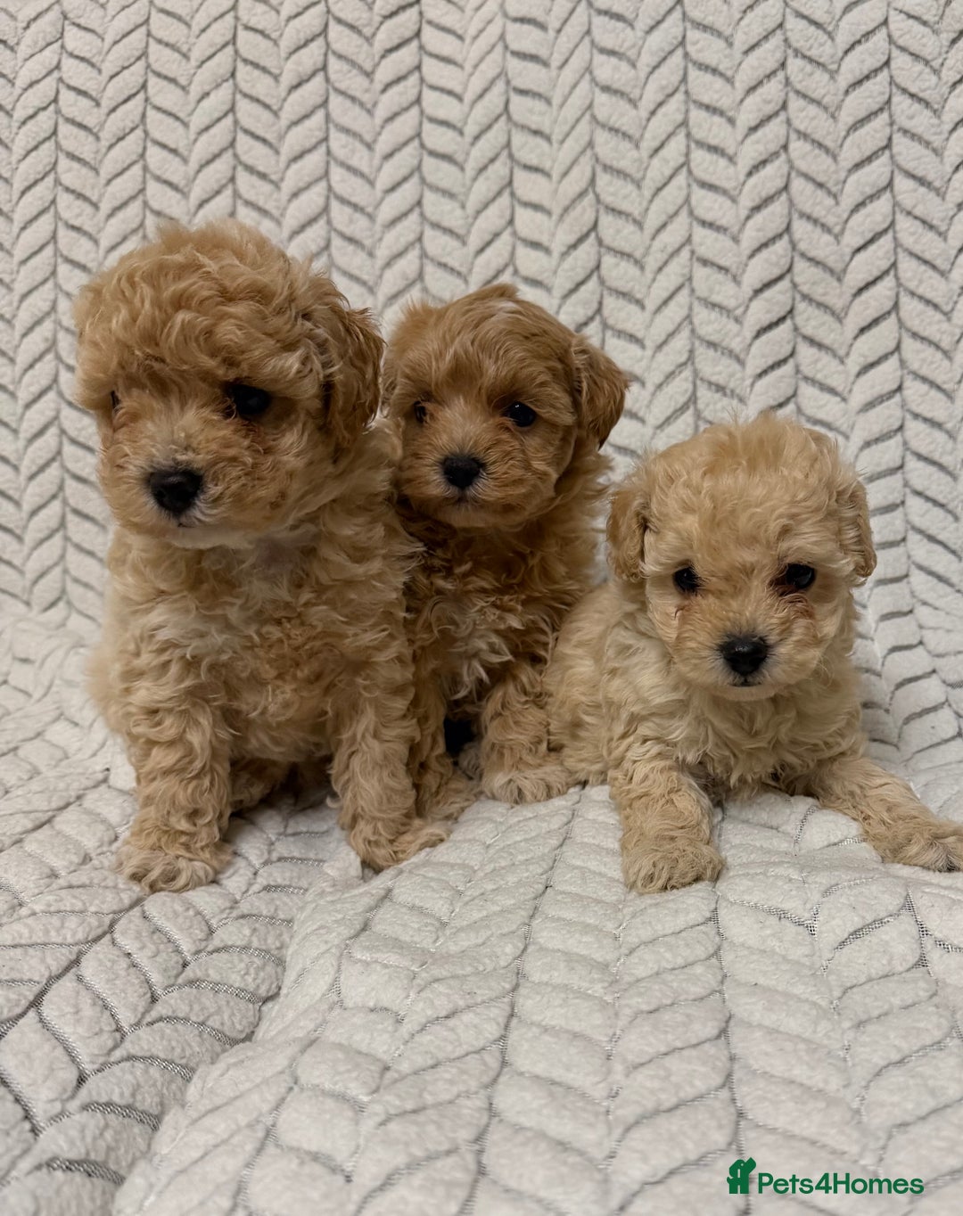 Mixed Breed dogs for sale: 🐾🐾 F1 Bb Maltipoo Puppies Boys and Girls 🐾🐾 - Image 5