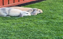 Mini Lop rabbits for sale: 2x male mini lop bonded Brothers for sale  - Image 4