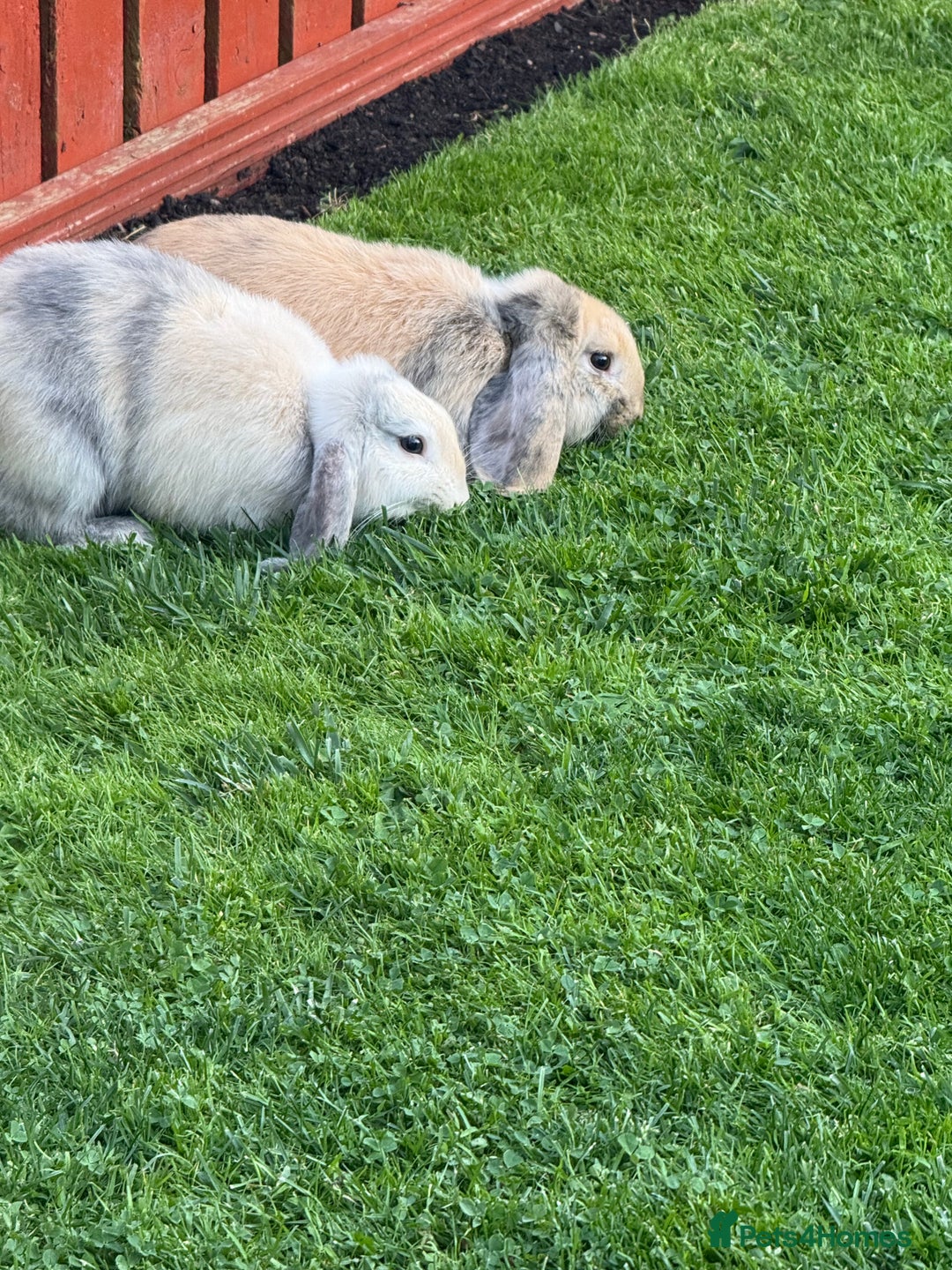 Mini Lop rabbits for sale: 2x male mini lop bonded Brothers for sale  - Image 4