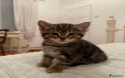 Mixed Breed cats for sale: Two Female Cats - Image 4
