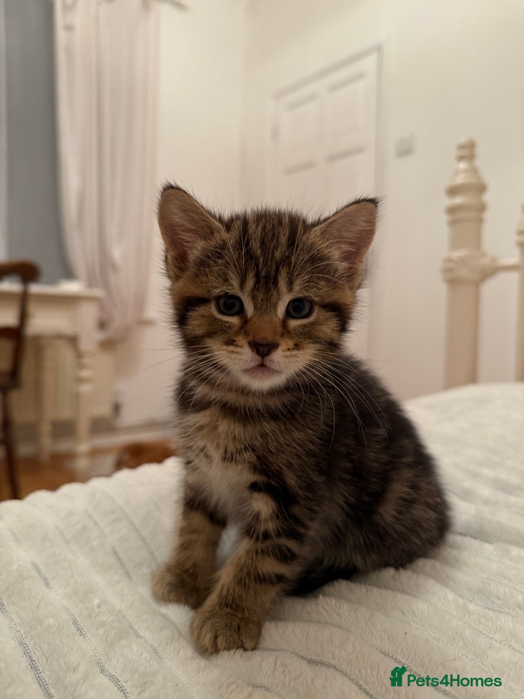 Mixed Breed cats for sale: Two Female Cats - Image 4