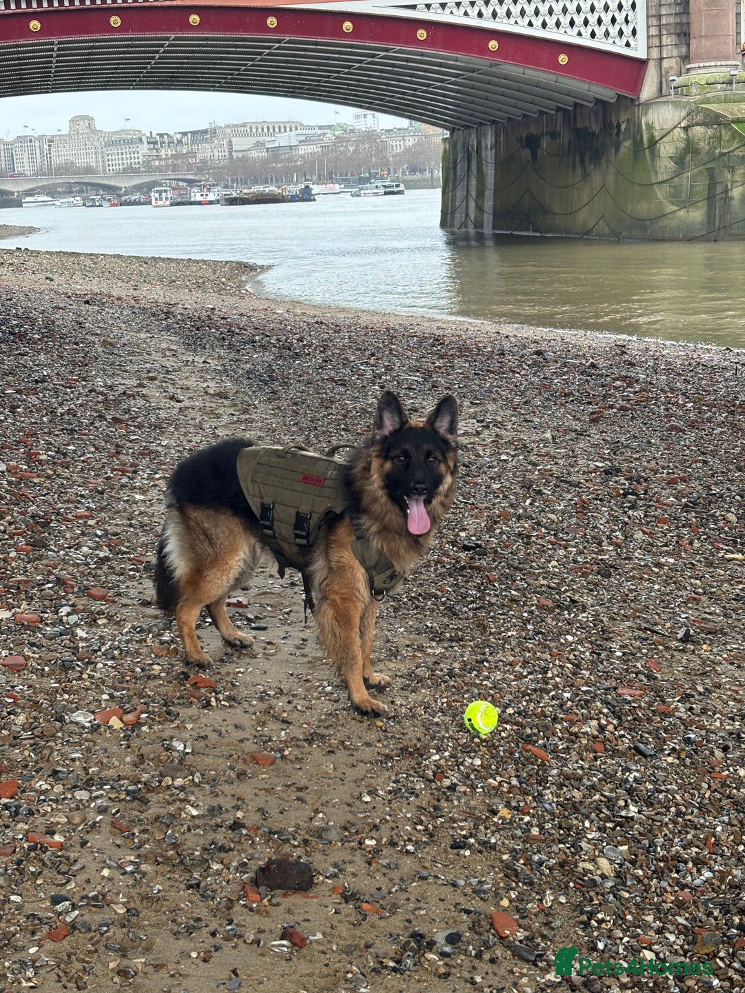 German Shepherd dogs for sale: ASAP Rehoming Male One-Year old German Shepherd - Advert 5