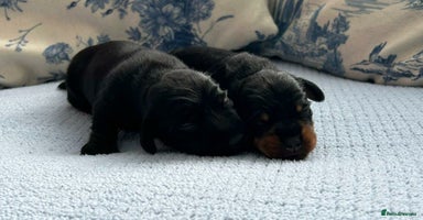 Miniature Dachshund dogs - Advert 16