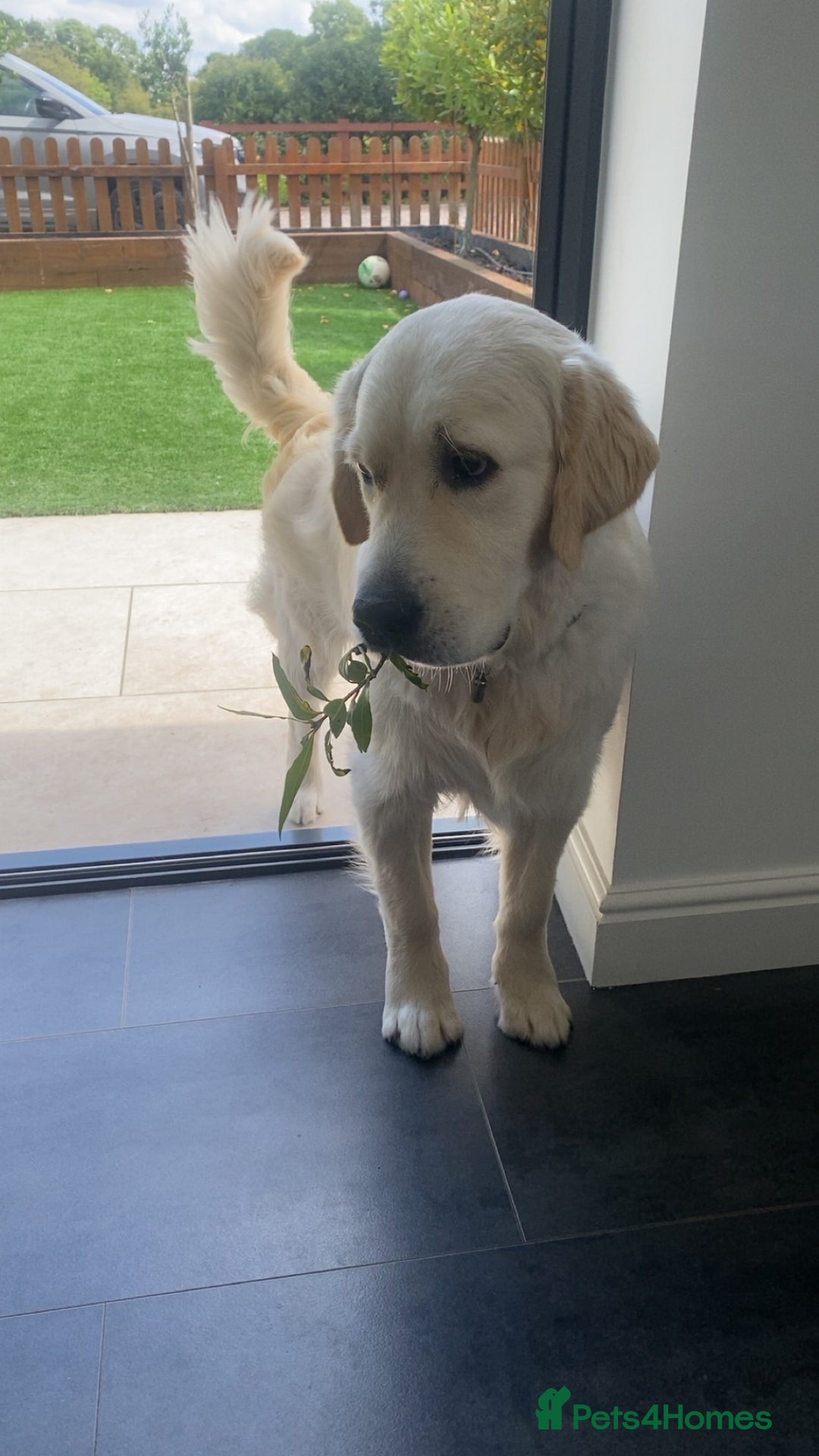 Golden Retriever dogs for stud: ORLAGOLD MAJOR TOM (Ziggy) - Advert 15