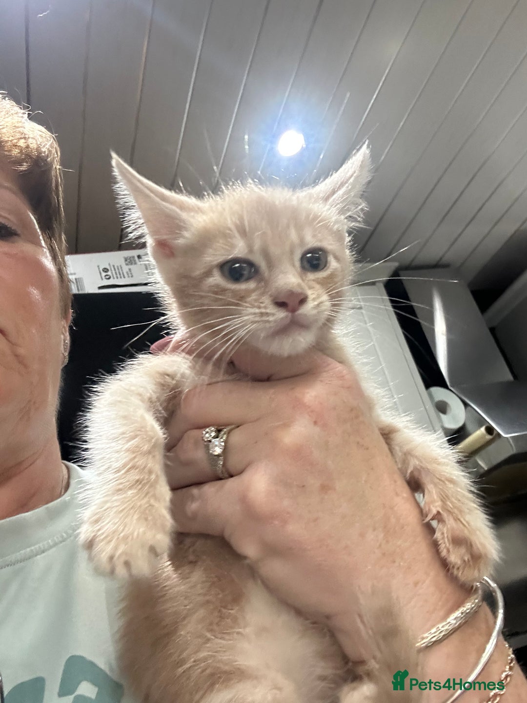 Mixed Breed cats for sale: Mainecoon x kittens  - Image 9