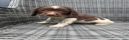 English Springer Spaniel dogs for sale: 🐶 KC REG GIRL,  READY THIS FRIDAY 🐶 - Advert 3