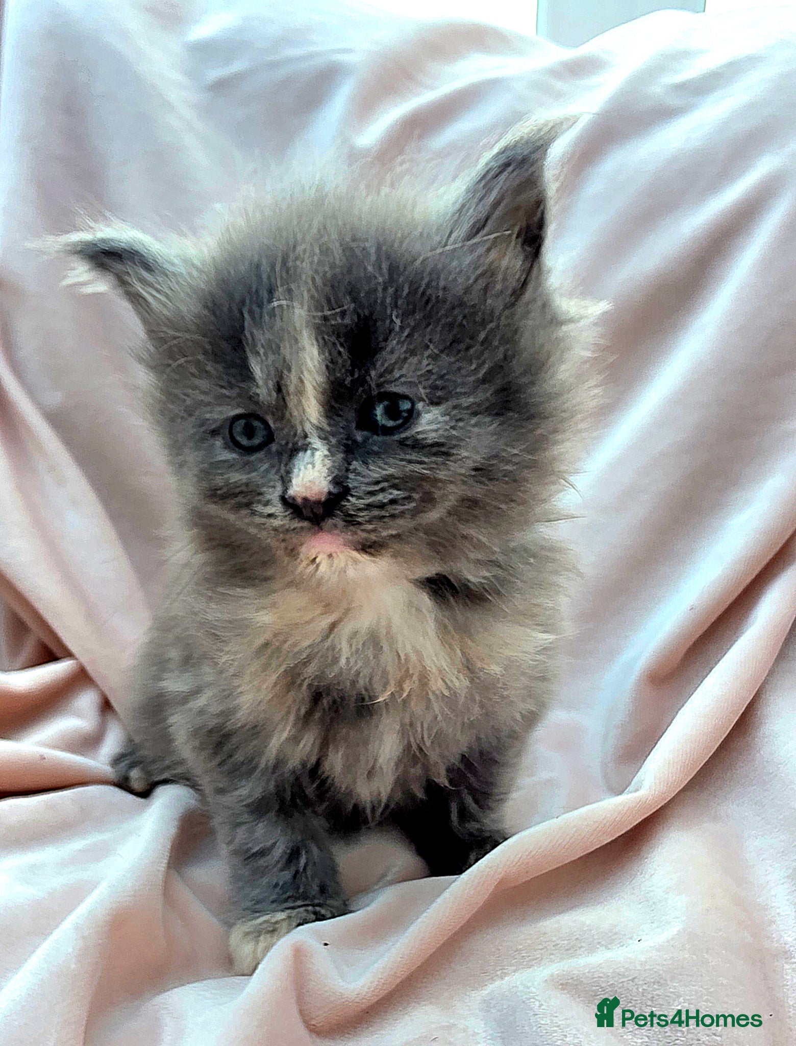 Mixed Breed cats Female Main Coon X Kittens for Sale  - Advert 2