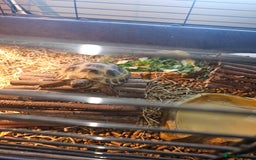 Tortoise reptiles for sale: Horsefield Tortoise in Treorchy - Image 5