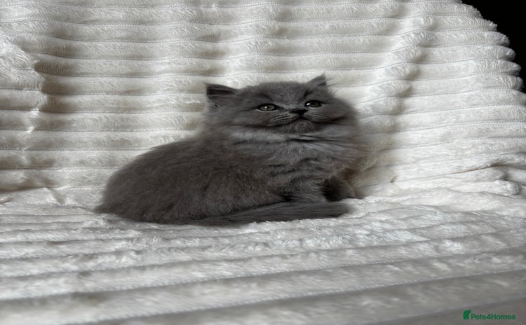 British Shorthair cats - Advert 4