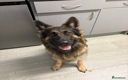 German Shepherd dogs for sale: Beautiful black/tan German shepherd pups for sale  - Image 11