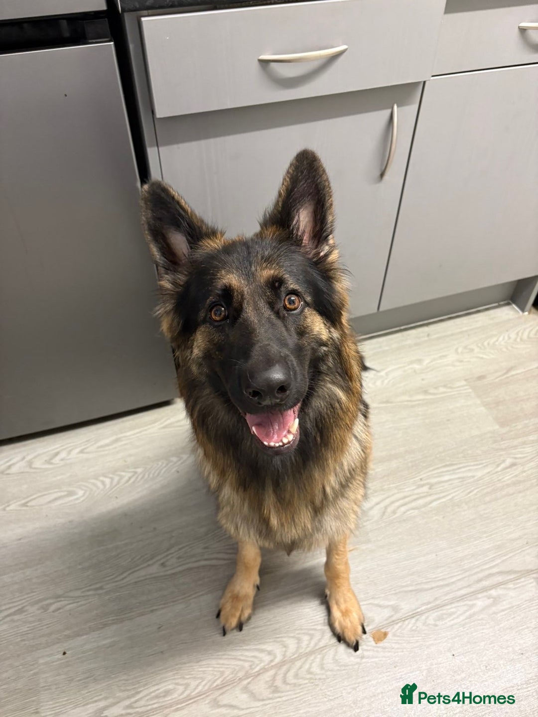 German Shepherd dogs for sale: Beautiful black/tan German shepherd pups for sale  - Image 11