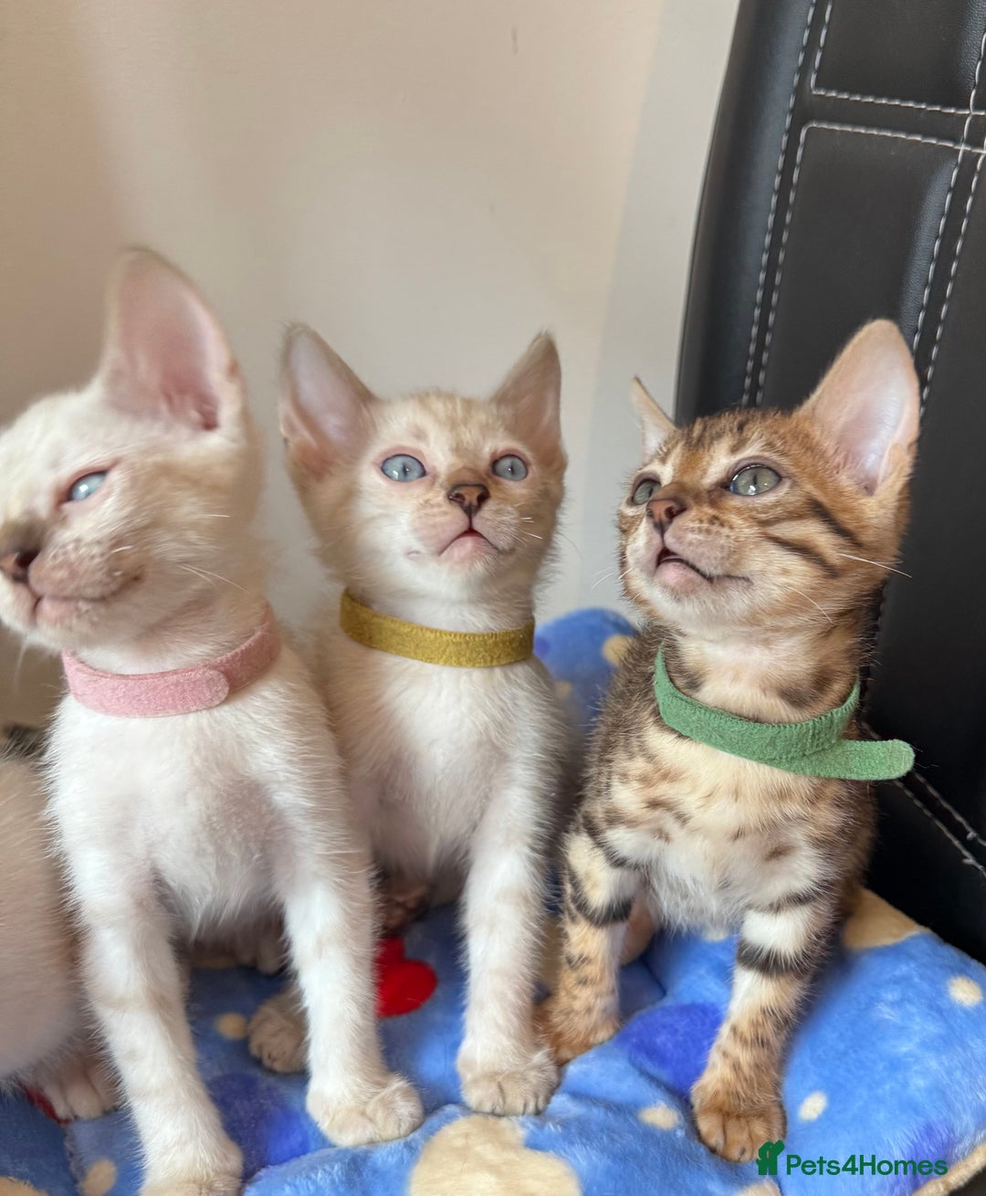 Bengal cats for sale: Pedigree Snow Bengal Kittens with TICA - Image 5
