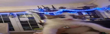 Maine Coon 3