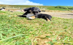 Border Collie dogs for sale: Beautiful border collie puppies  - Image 14